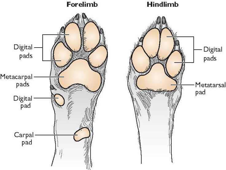 dog paw parts diagram