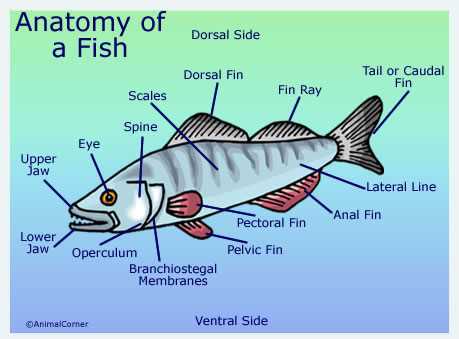 fish diagram and parts