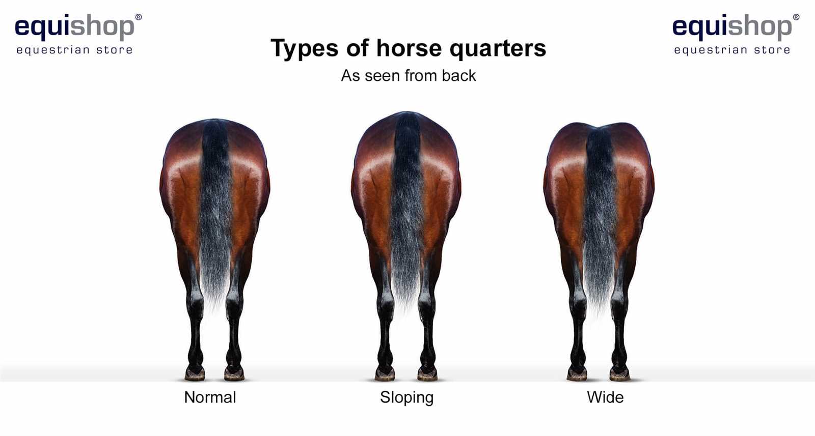 body parts of a horse diagram