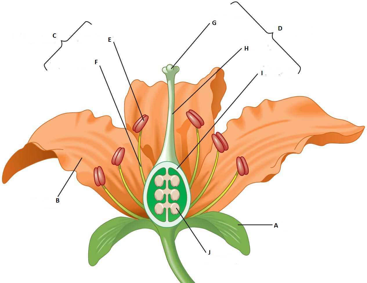 flower parts diagram unlabeled