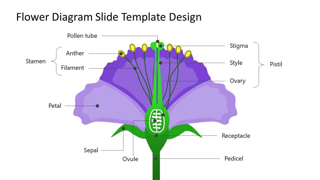 flower parts diagram unlabeled