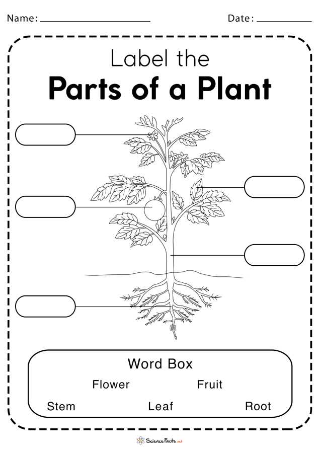 flower parts diagram worksheet