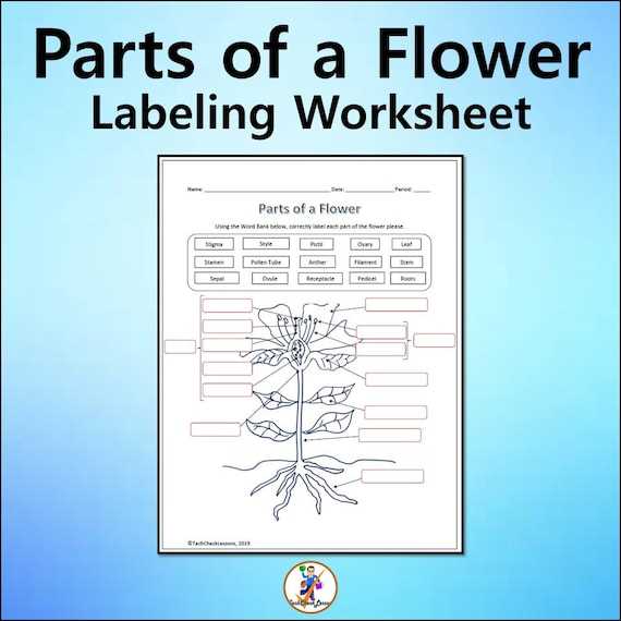 flower parts diagram worksheet