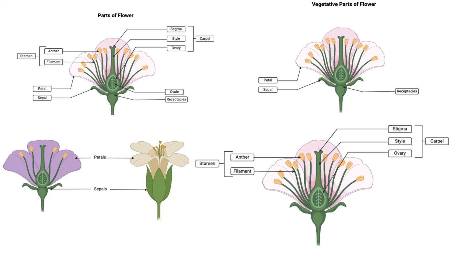 flower reproductive parts diagram