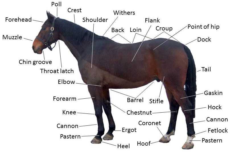 horse body parts diagram