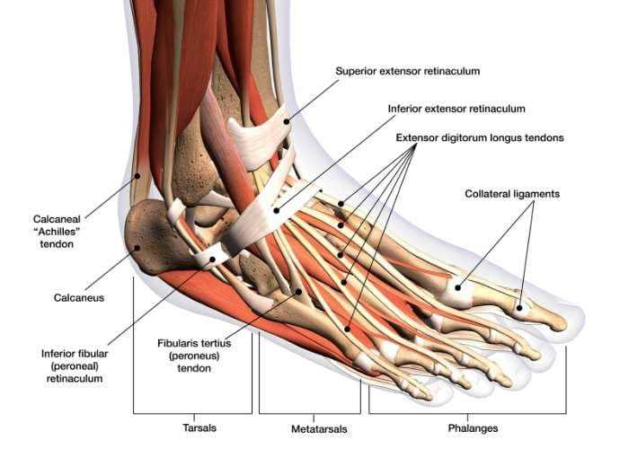 foot parts diagram with names