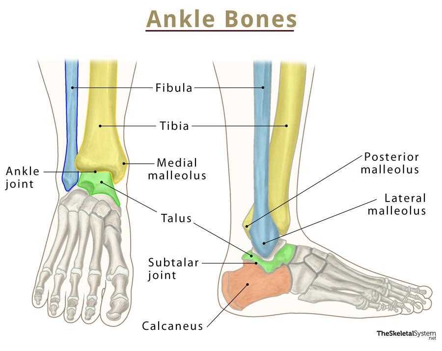 foot parts diagram with names