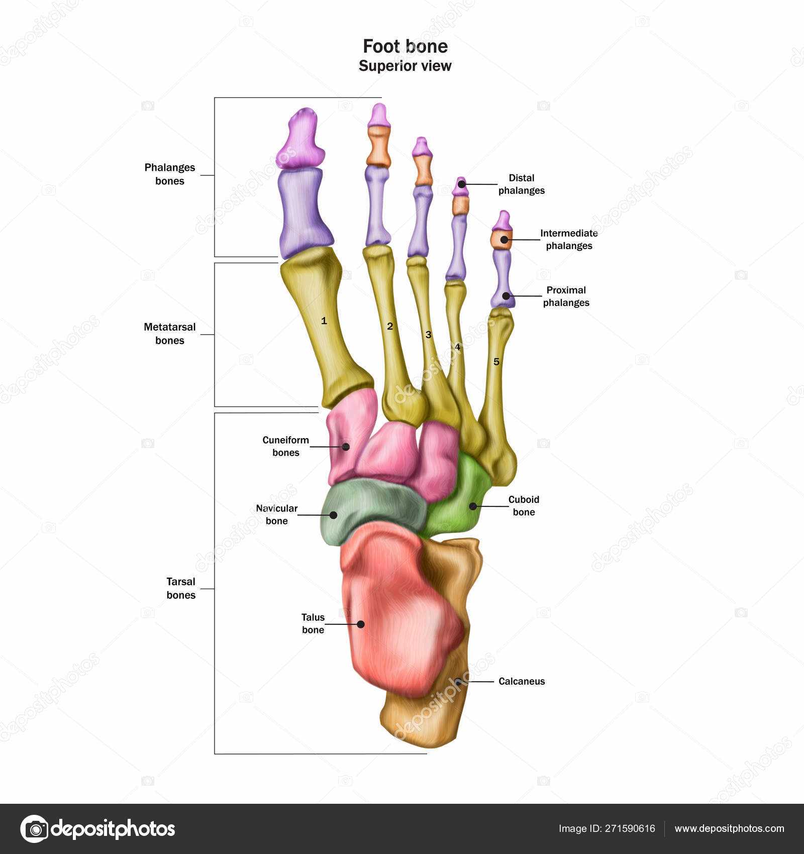 foot parts diagram with names