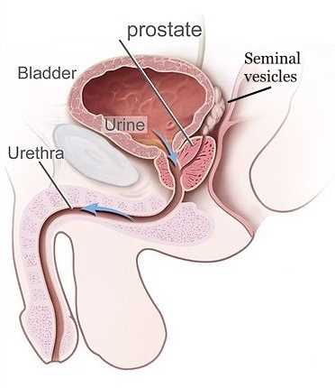 male parts diagram