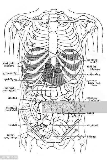 latin body parts diagram