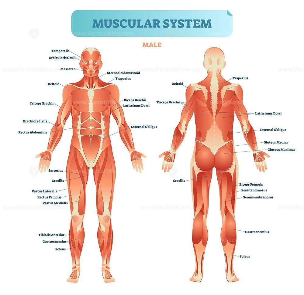 human body parts diagram male