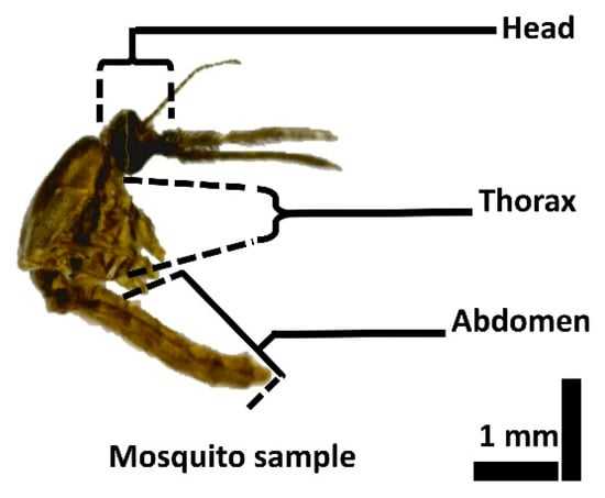 mosquito diagram body parts