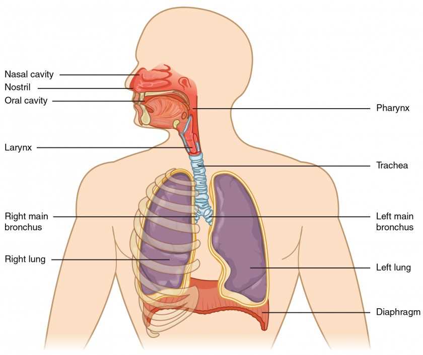 lungs diagram with parts