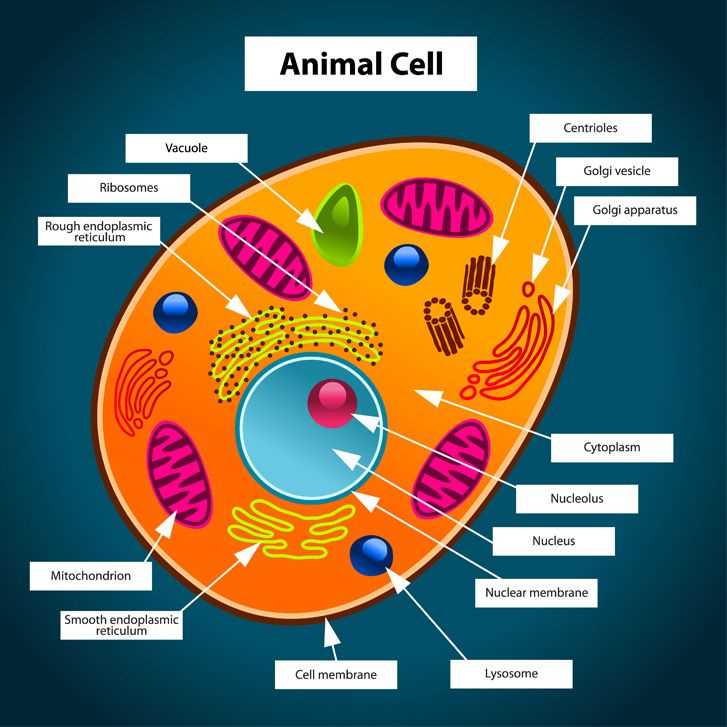 parts of a cell diagram labeled