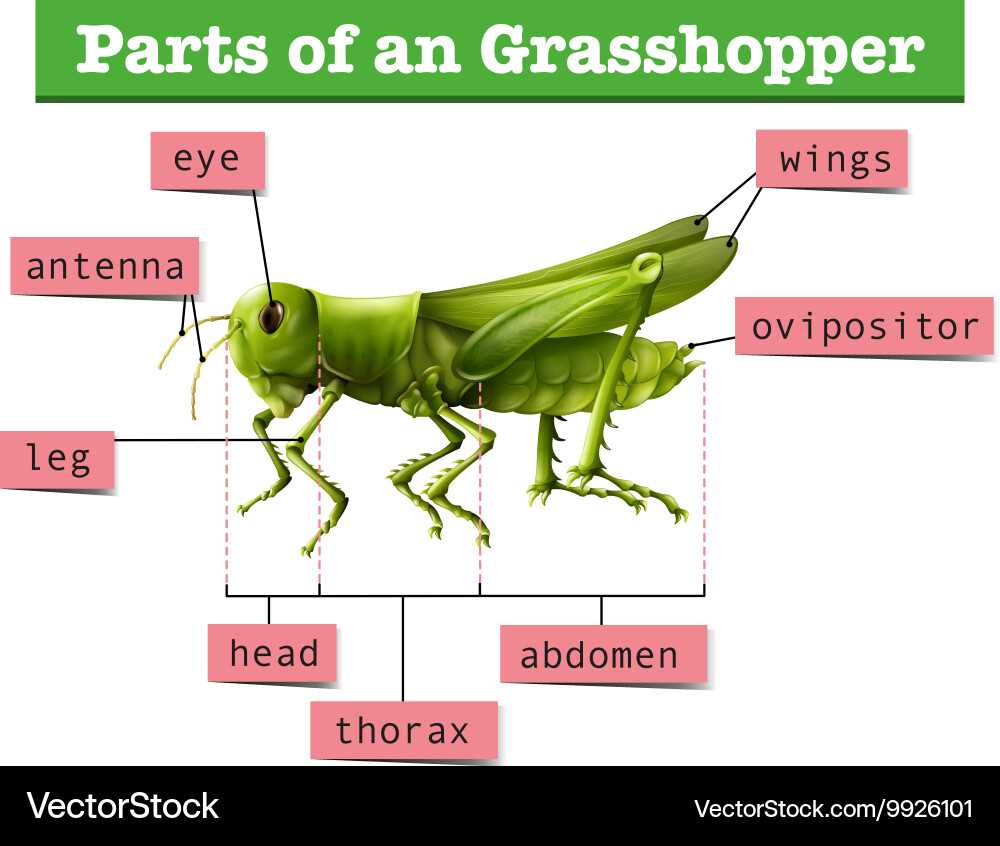 parts of a grasshopper diagram