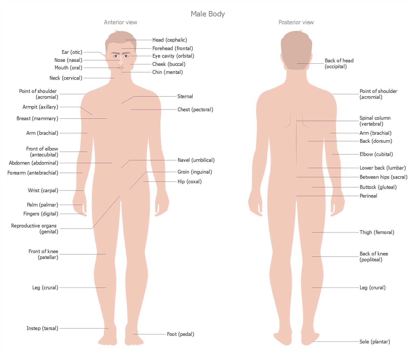 human external body parts diagram