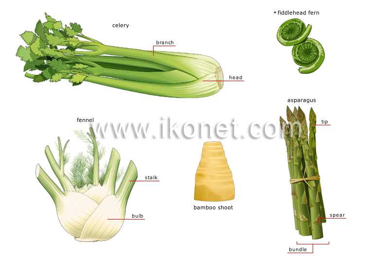 celery parts diagram