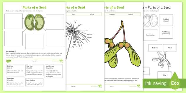 diagram of parts of a seed