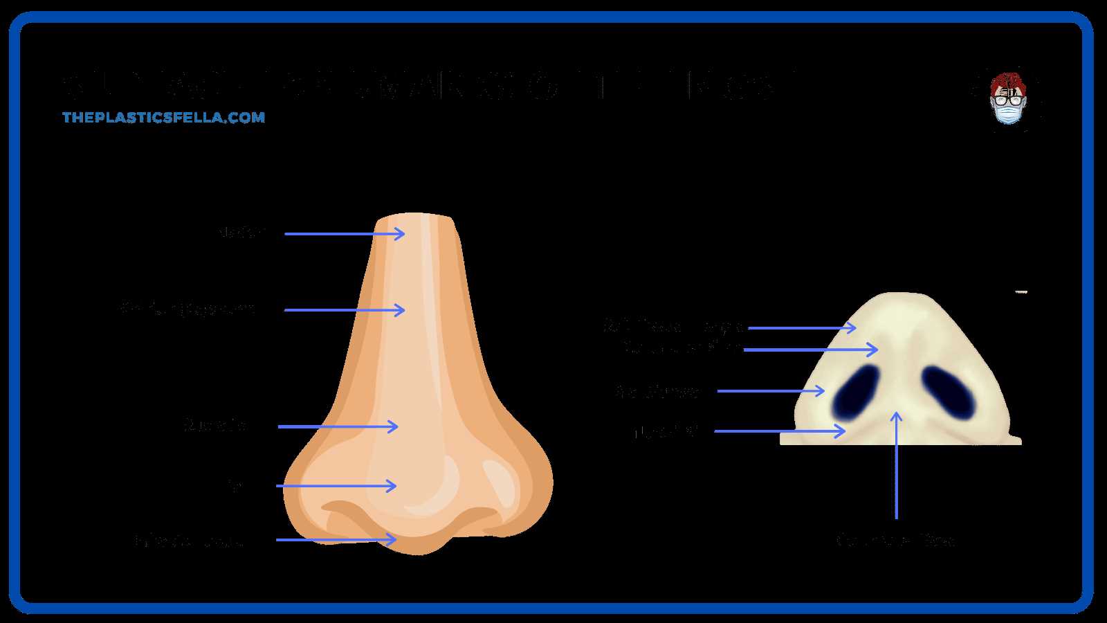 nose diagram with parts