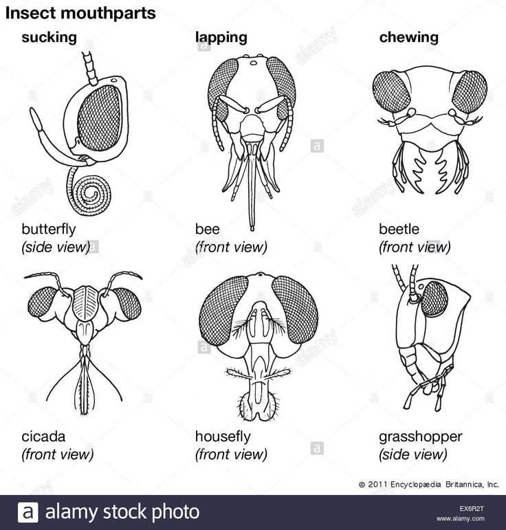 mantis parts diagram