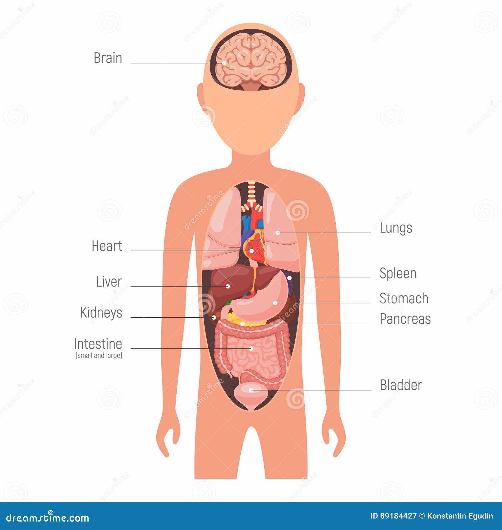 internal body parts diagram