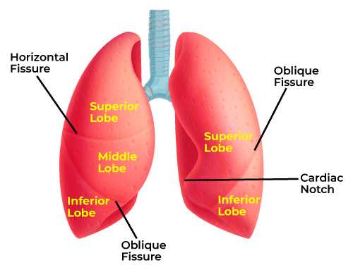 lung parts diagram