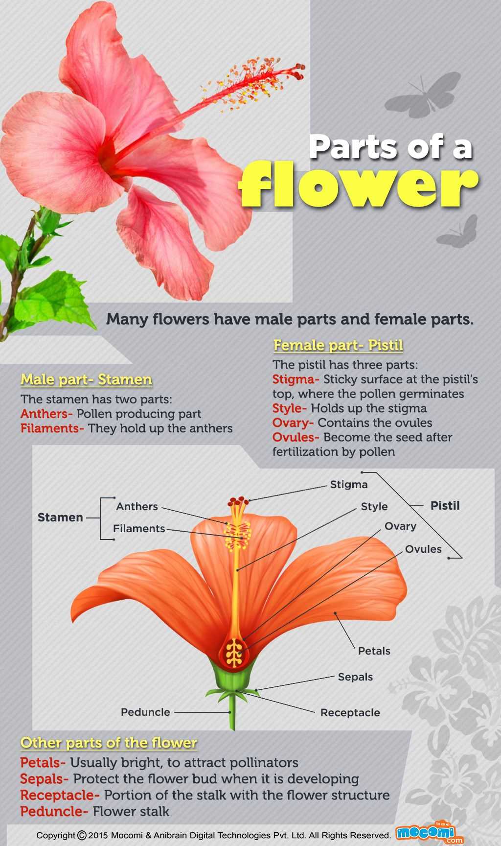 parts of a flower diagram and their functions