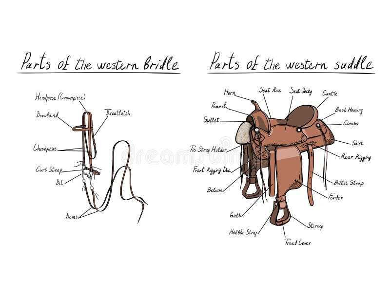 bridle parts diagram