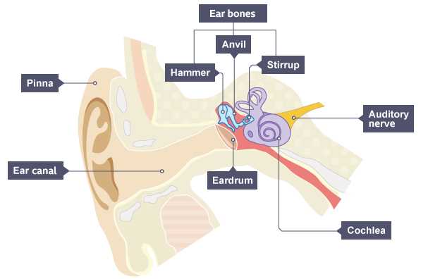 ear diagram parts