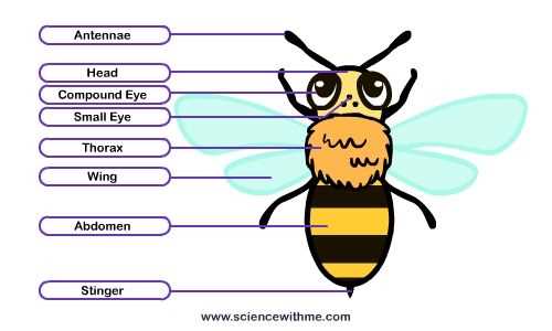 parts of a bee diagram