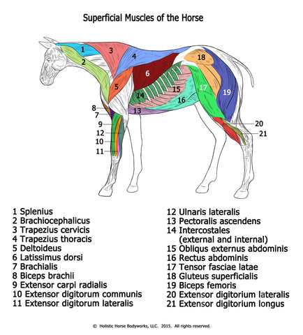 horse body parts diagram