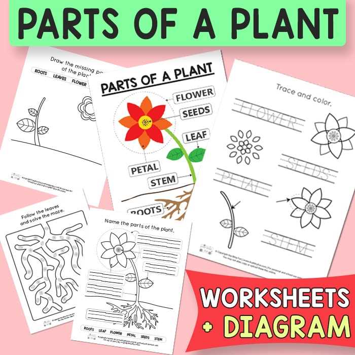 flower parts diagram worksheet