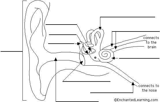 diagram parts ear