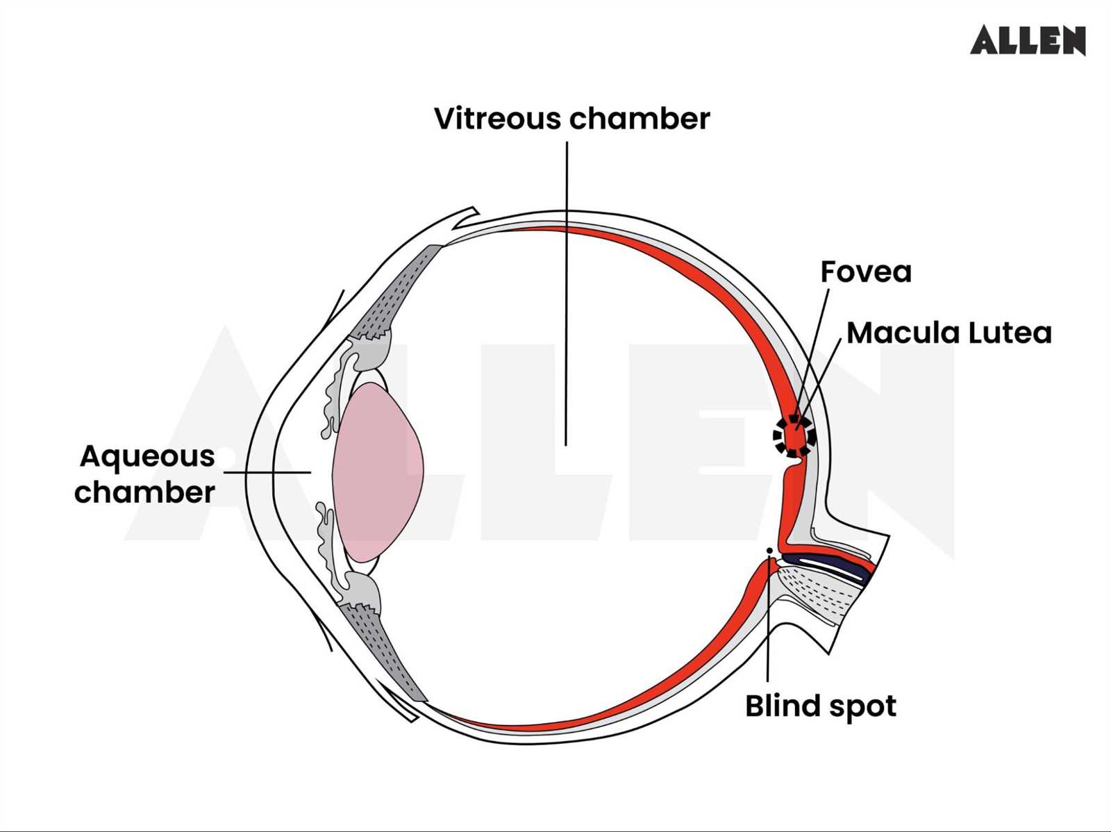 eye diagram parts