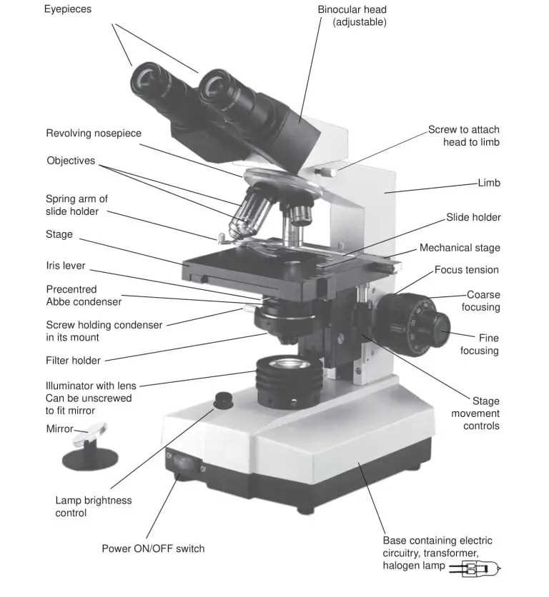 compound microscope parts diagram