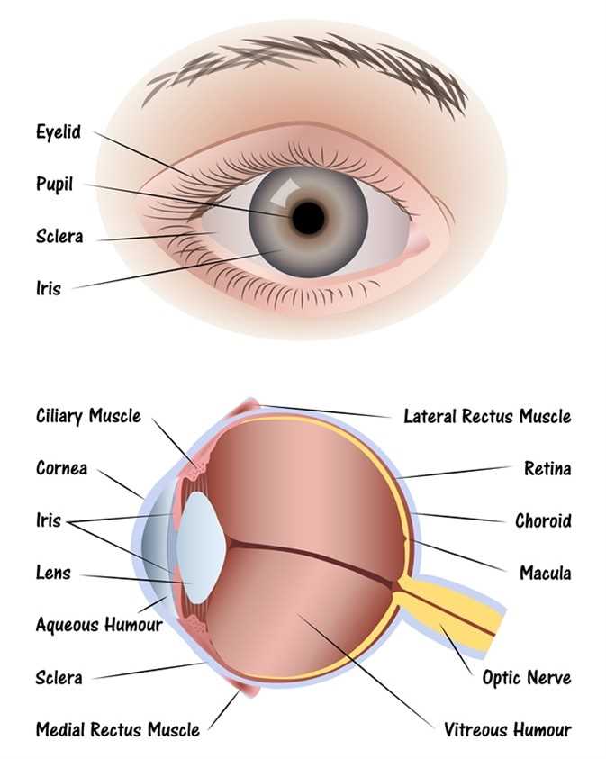 eye diagram parts