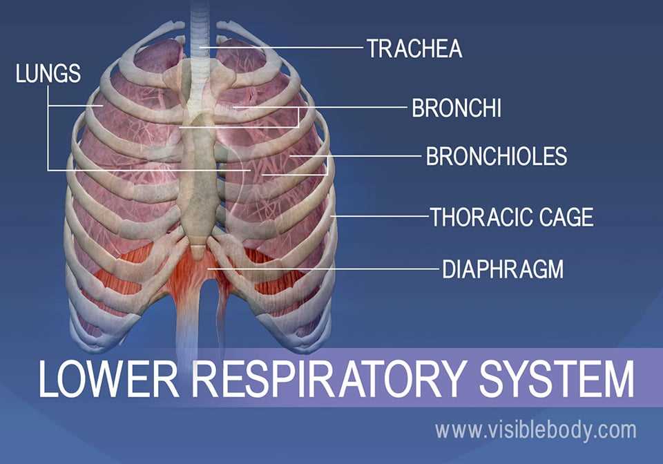 lung parts diagram