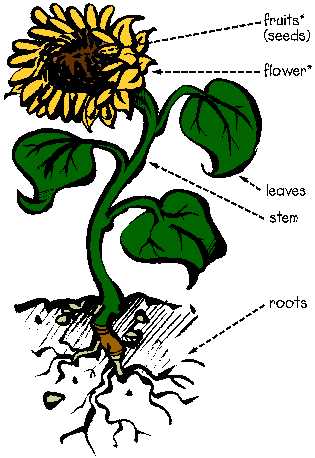 parts of a daisy flower diagram