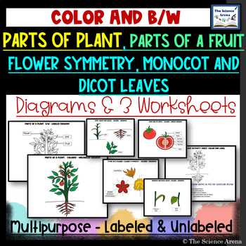 fruit parts diagram