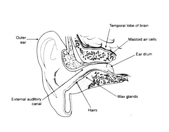 diagram parts ear