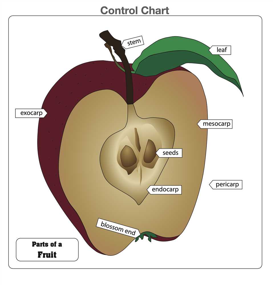 fruit parts diagram