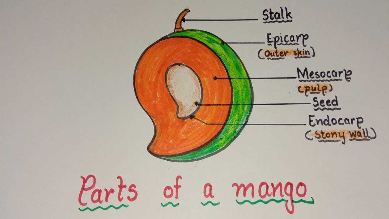 fruit parts diagram