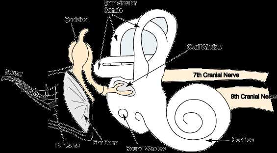 ear parts diagram