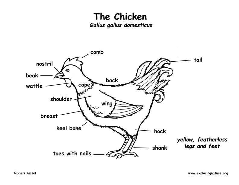 parts of a chicken diagram