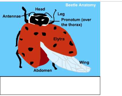 parts of a beetle diagram