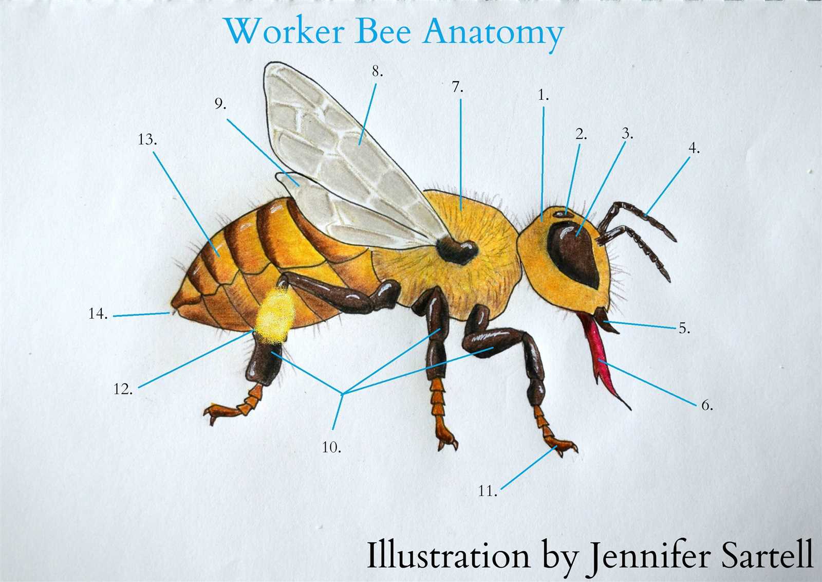 bee parts diagram