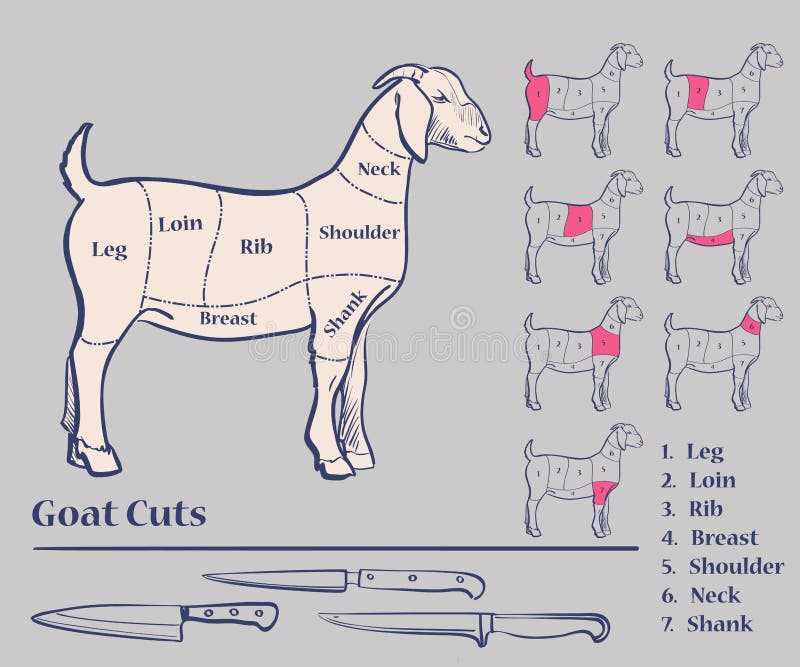 lamb body parts diagram