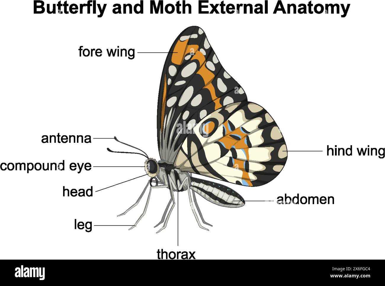 butterfly parts diagram