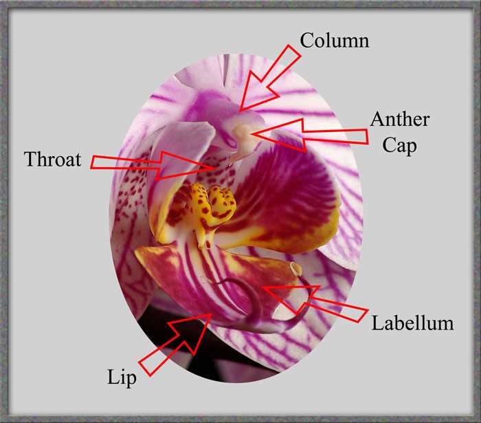 orchid flower parts diagram