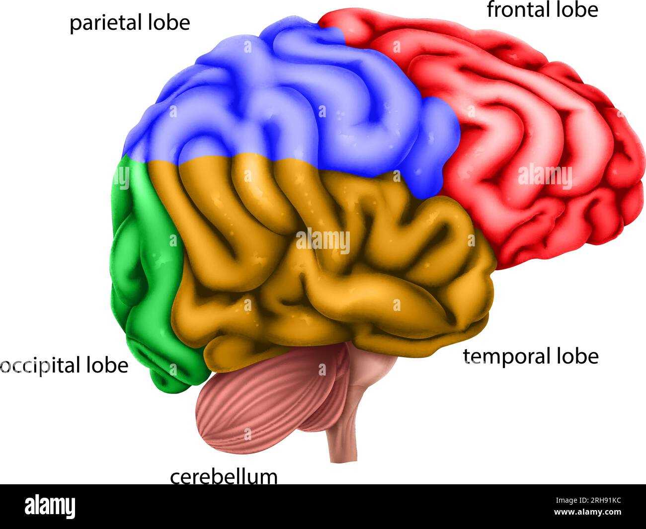 main parts of the brain diagram